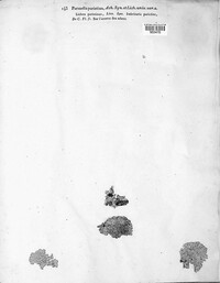 Xanthoria parietina image
